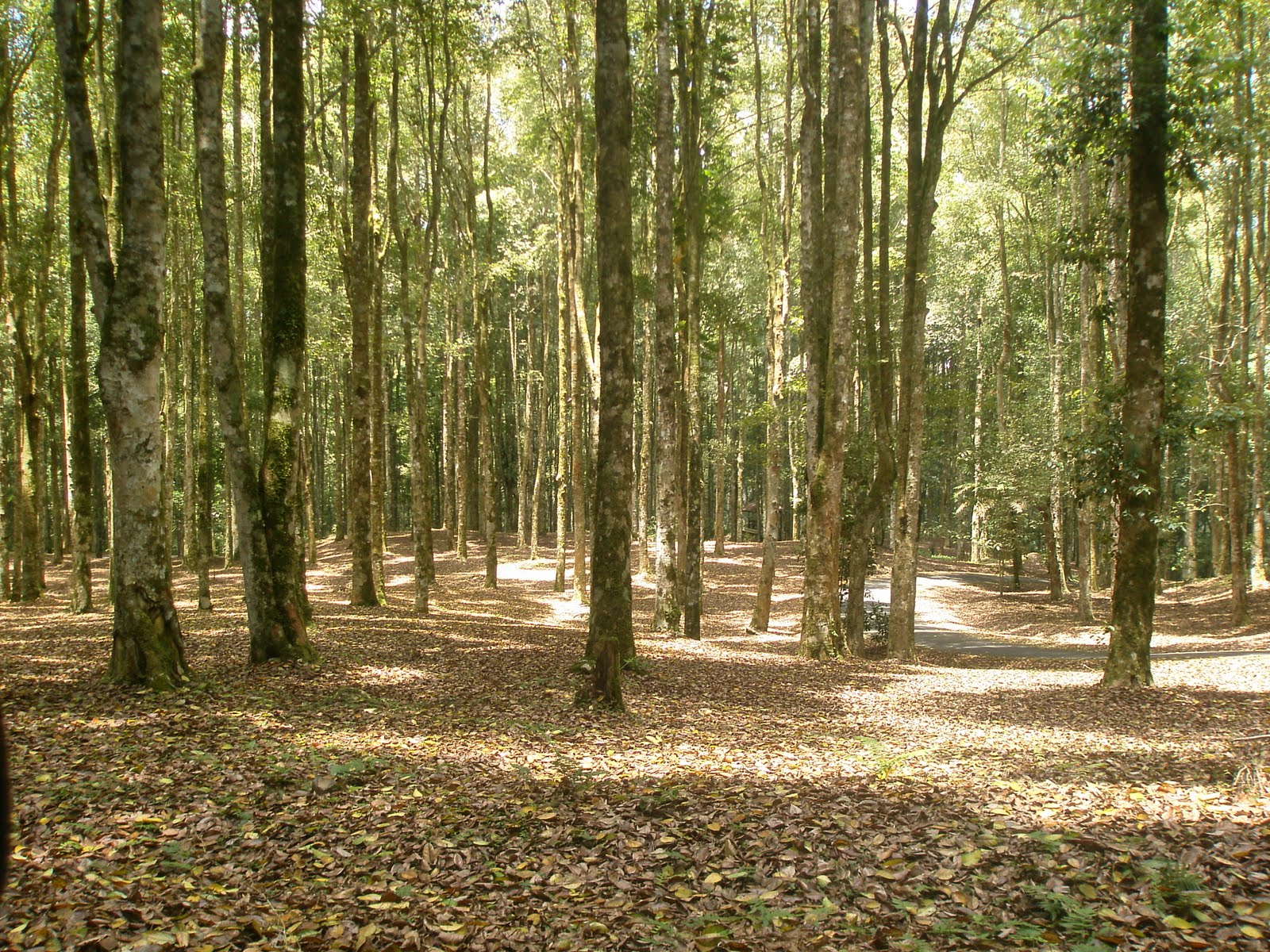 Spring Forest Desktop Wallpaper Background