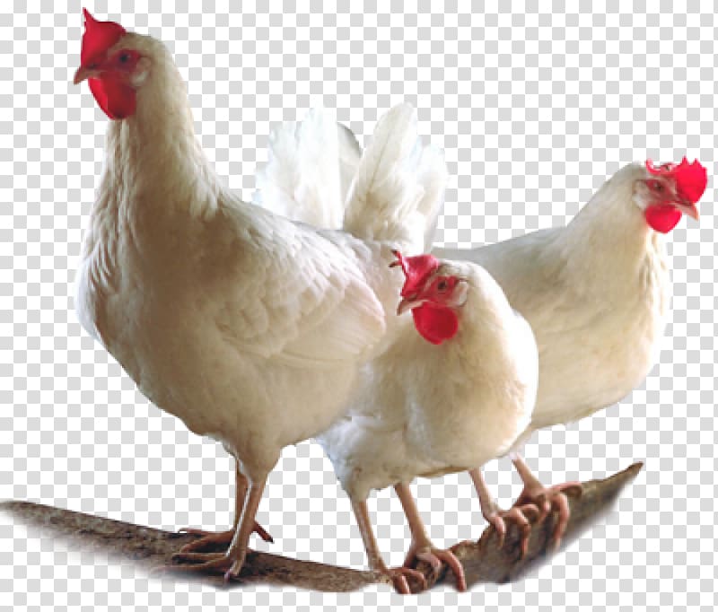 Broiler Chicken Bird Poultry Farming Transparent
