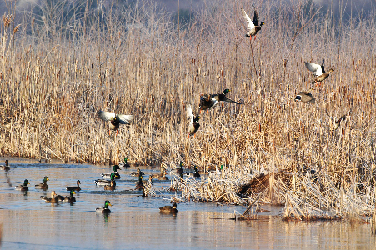 You Don T Need A Dog To Hunt Birds Griffin S Guide Hunting And