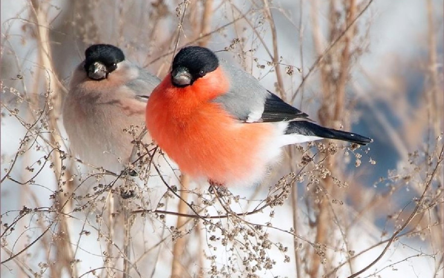  Wallpaper photo and wallpaper All Bullfinches Wallpaper pictures