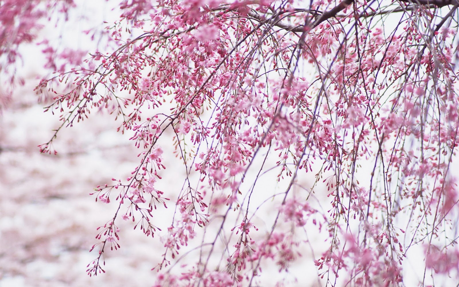 Wallpaper Cherry Blossom
