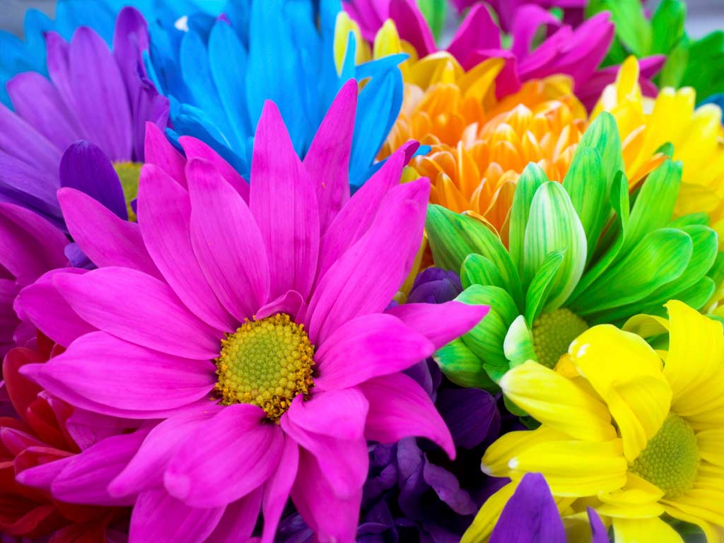 Pictures Of Bright Flowers Desktop Background