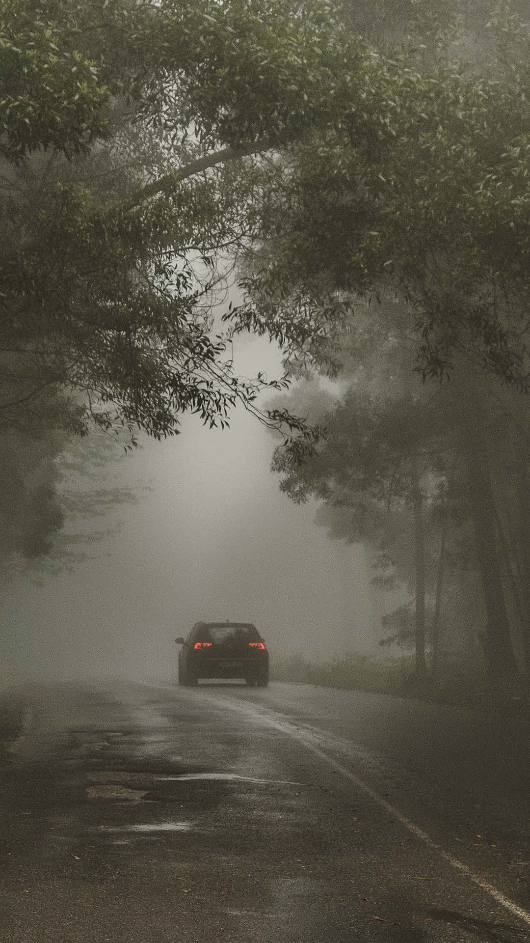 Dark Nature Wallpaper