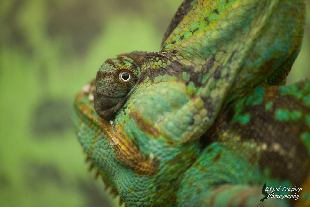 Veiled Chameleon By Edgedfeather