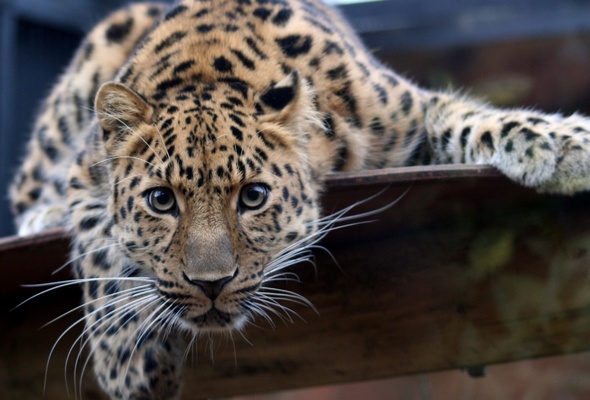Wallpaper Leopard Eyes Wild Cat Big Desktop