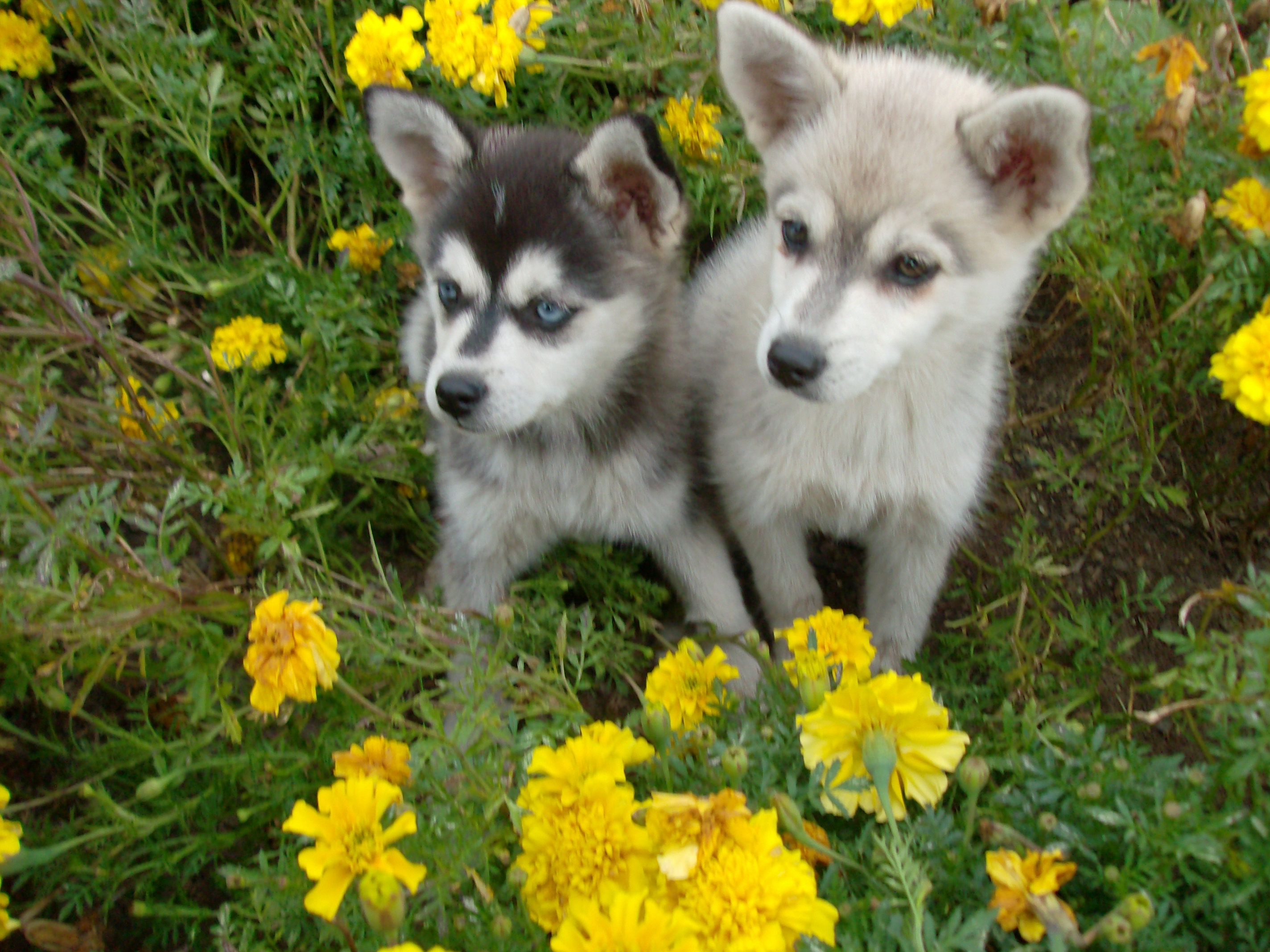 And Wallpaper Beautiful Two Alaskan Klee Kai Dogs In Flowers Pictures