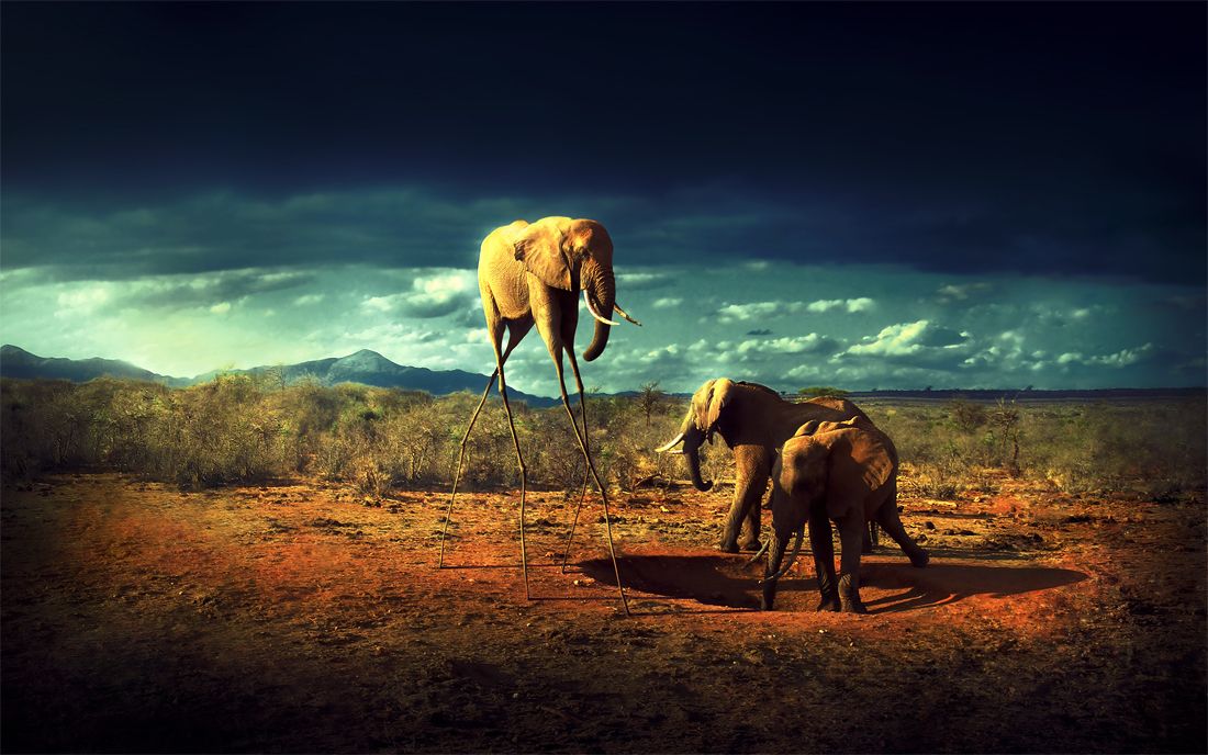 Savana By Rodrigoswr Elephants Photos Wallpaper