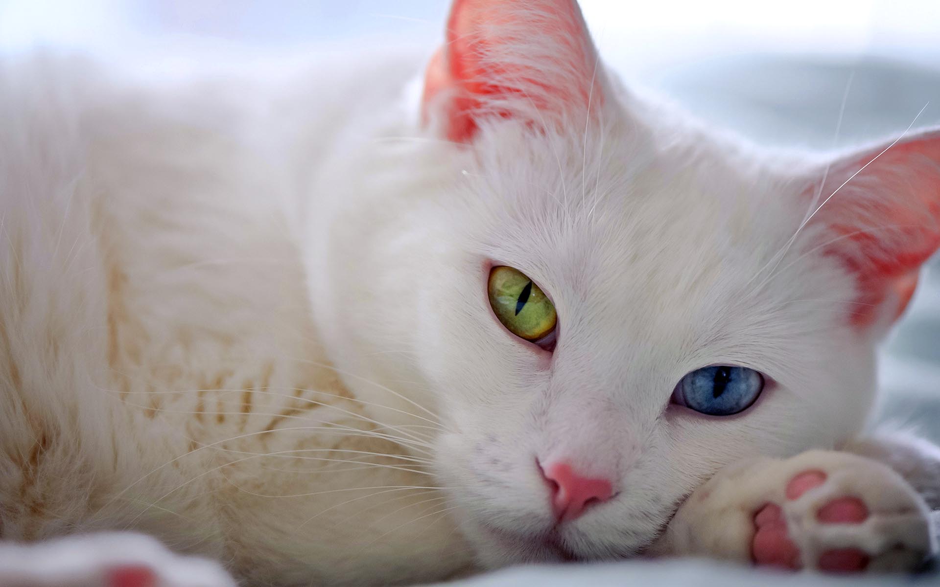 Cute White Cat Desktop Wallpaper HD