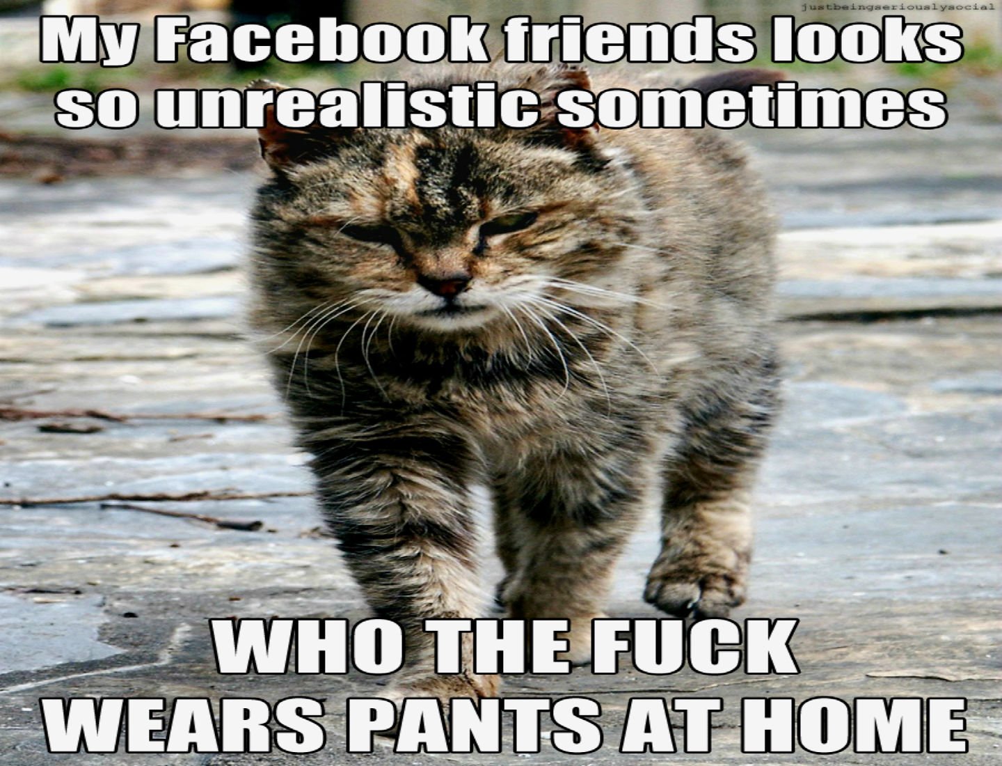 cat meme quote funny humor grumpy sadic wallpaper background 1440x1100