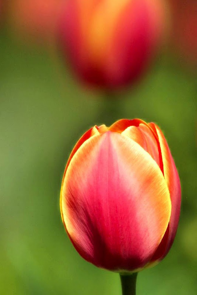 Tulips Simply beautiful iPhone wallpapers