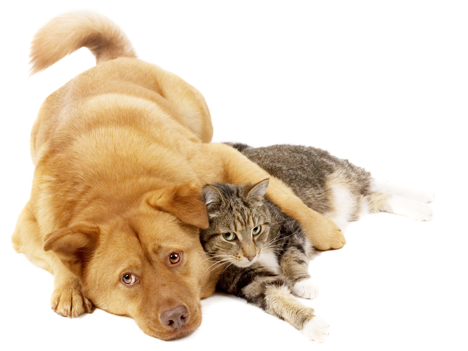 Wallpaper Cat And Dog Pictures