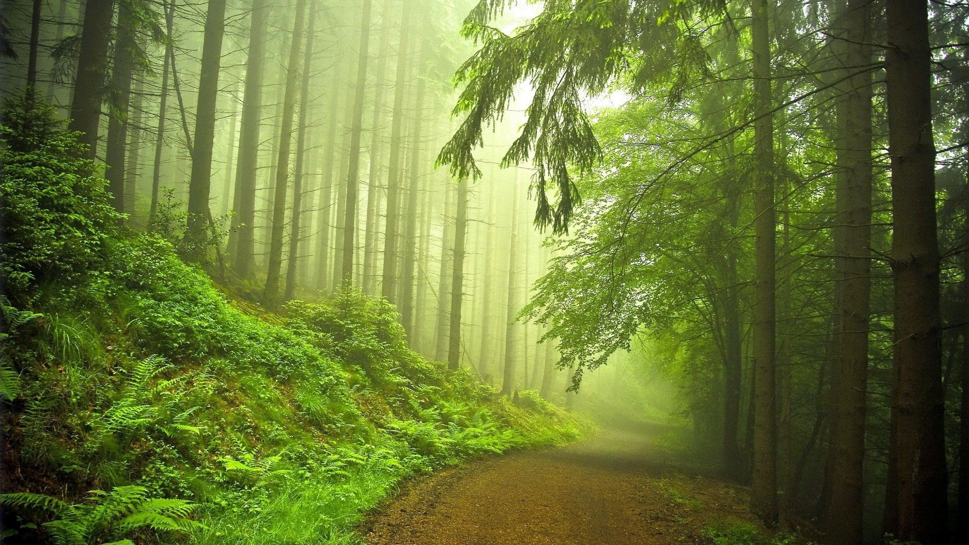 Path Through The Green Forest Wallpaper