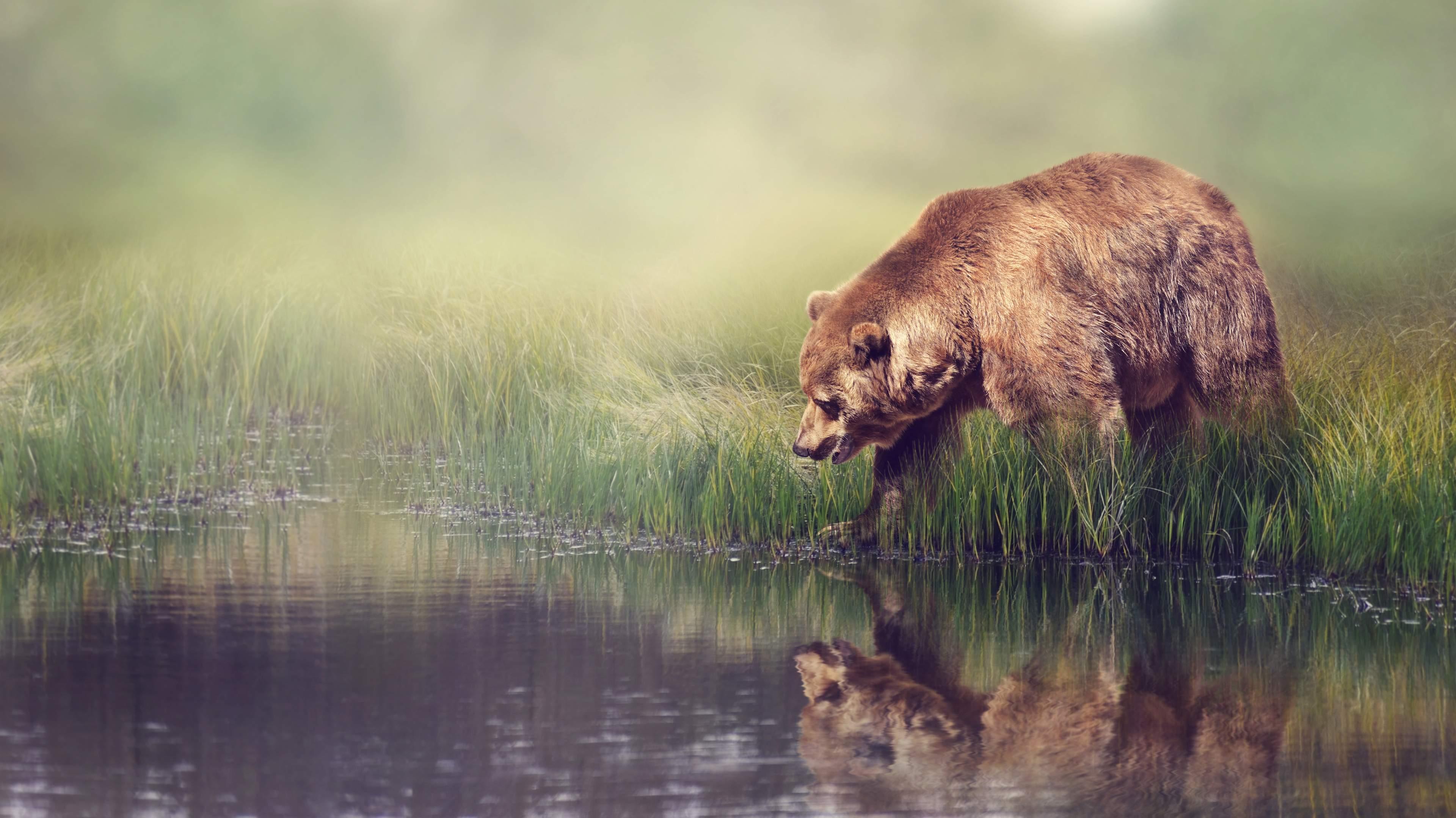 Animal Grizzly Bear HD Wallpaper Photos
