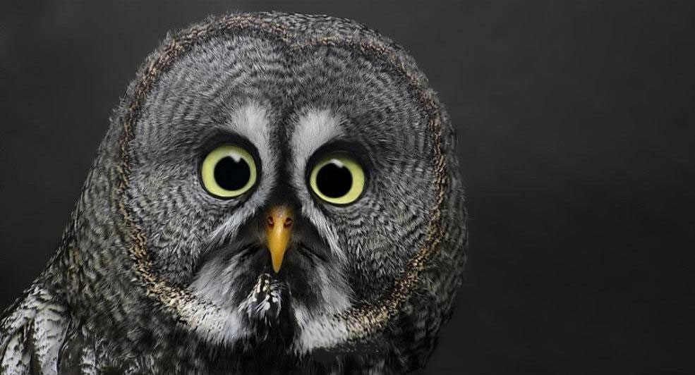 Hoot Owl Big Eyes