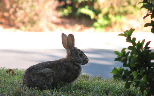 Bunny In The Burbs Pests I Prefer Them To Deer Though