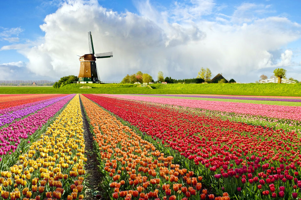 Holland Has Been Famous For Its Windmills A Beautiful Dutch Windmill