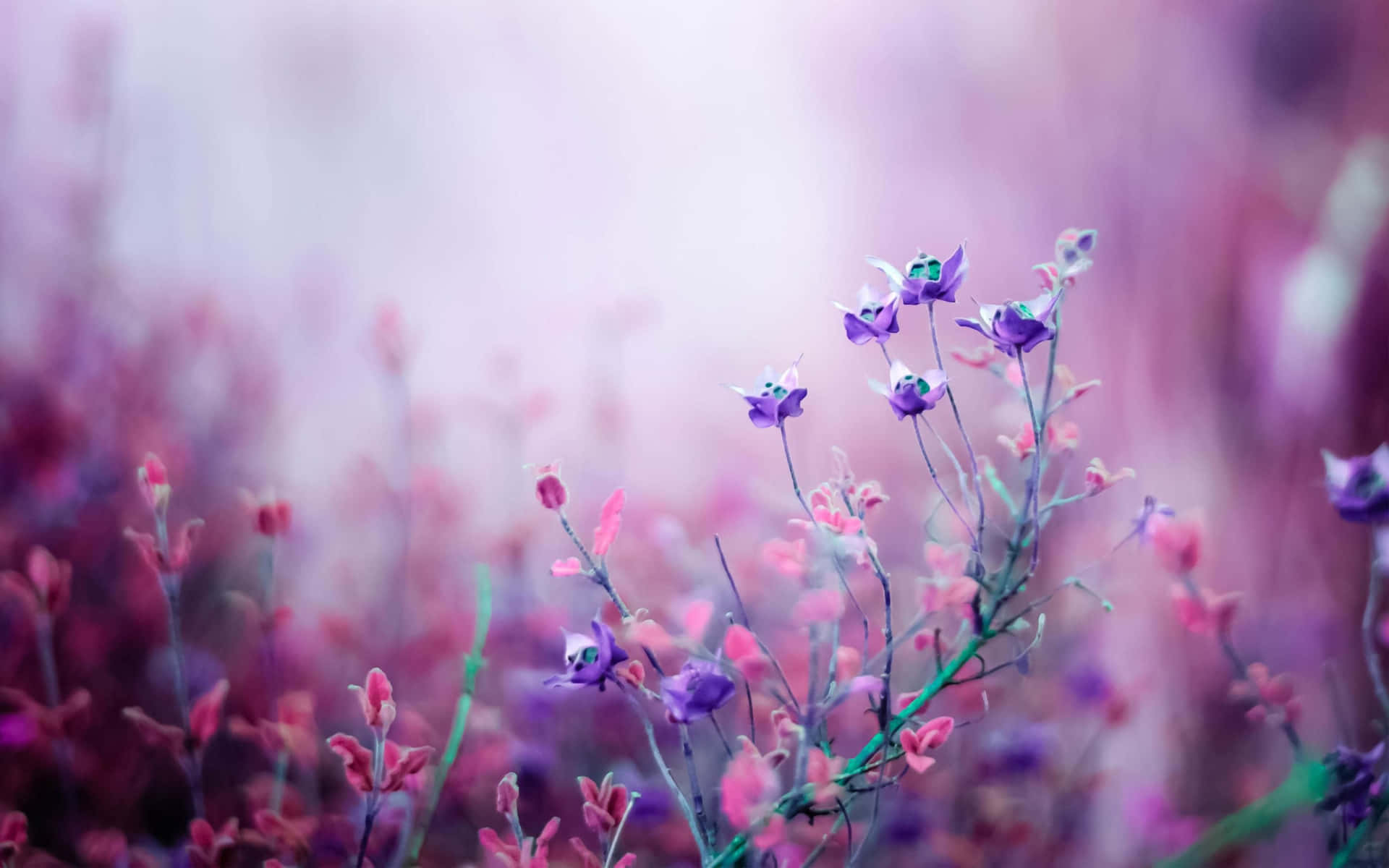 Purple Aesthetic Laptop Wallpaper