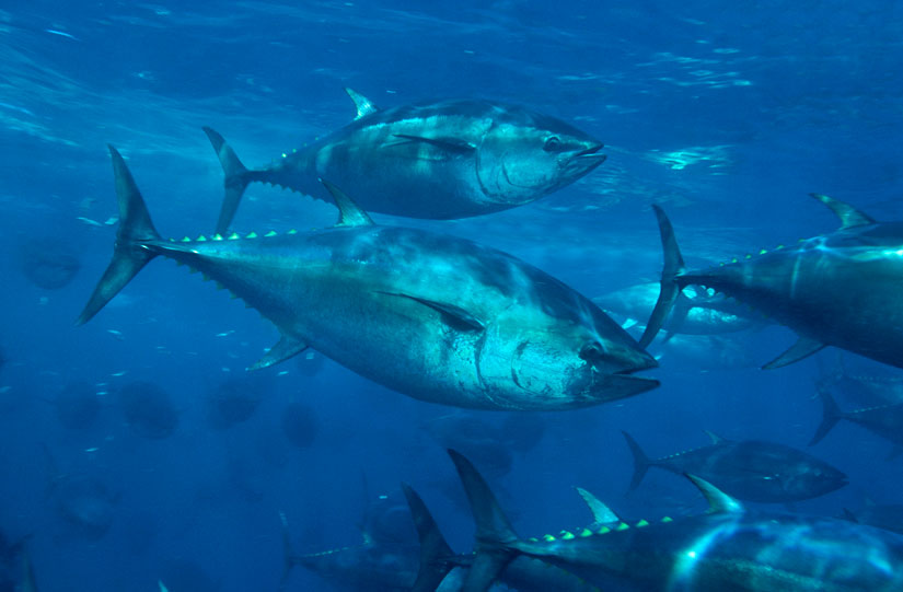 Pacific Bluefin Tuna Photo And Wallpaper Cute