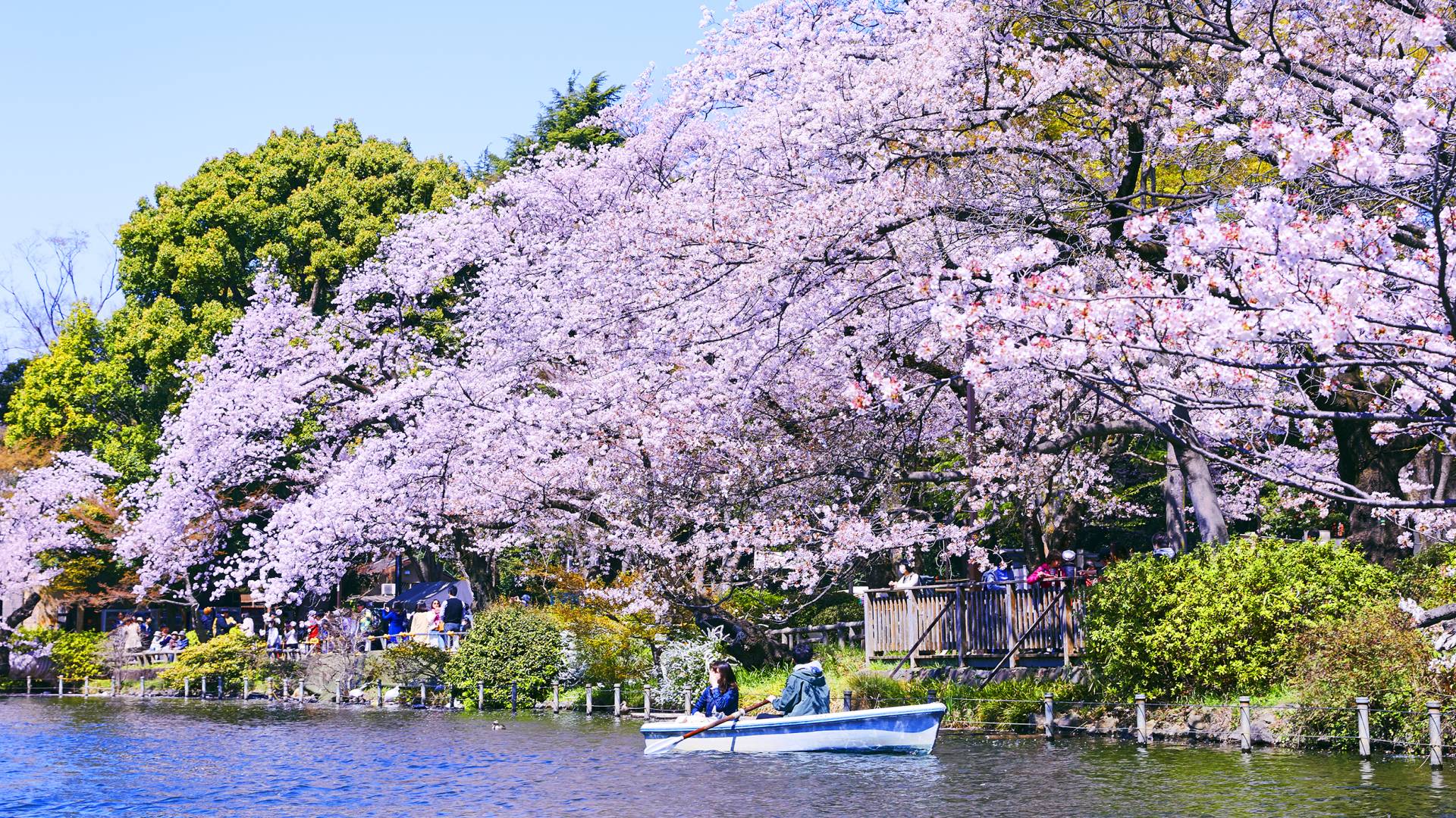 Must See In April Tokyo The Official Travel Guide Go