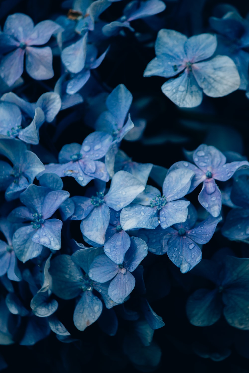 500 Blue Flower Pictures [HD] Download Free Images on