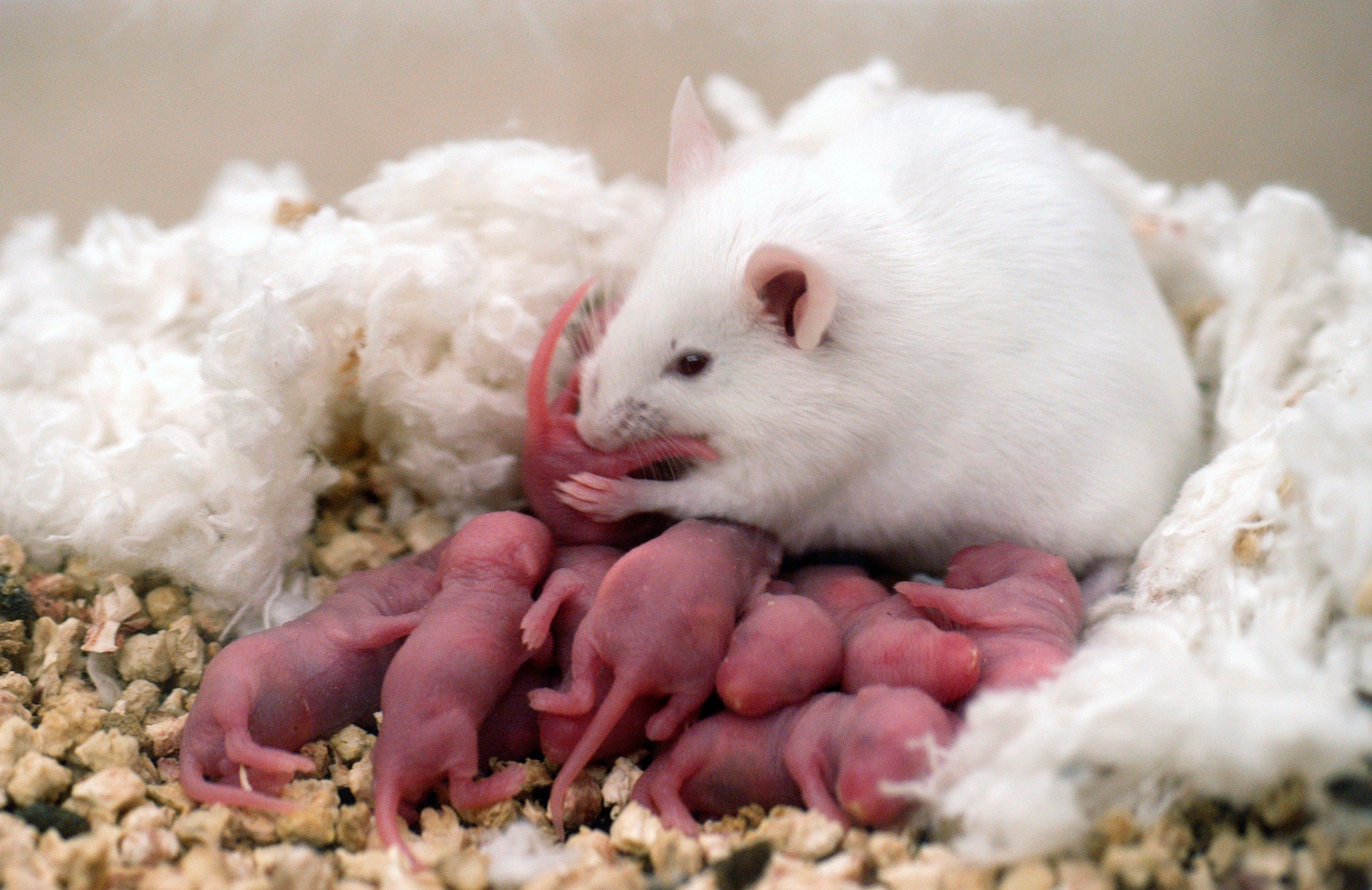 White Rat With Cute Pups Wallpaper HD