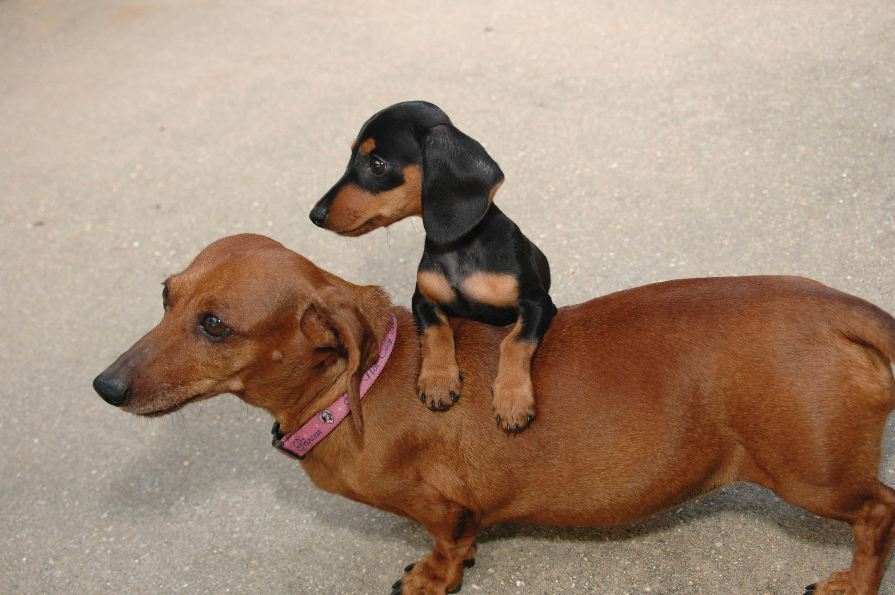 Dachshund Standard And Miniature Dog Breeds At Mypetsmart