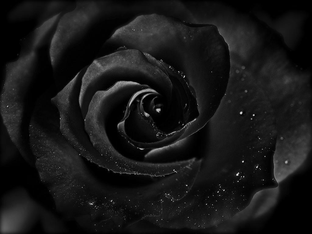 Black Rose Wallpaper HD Pictures Live Hq
