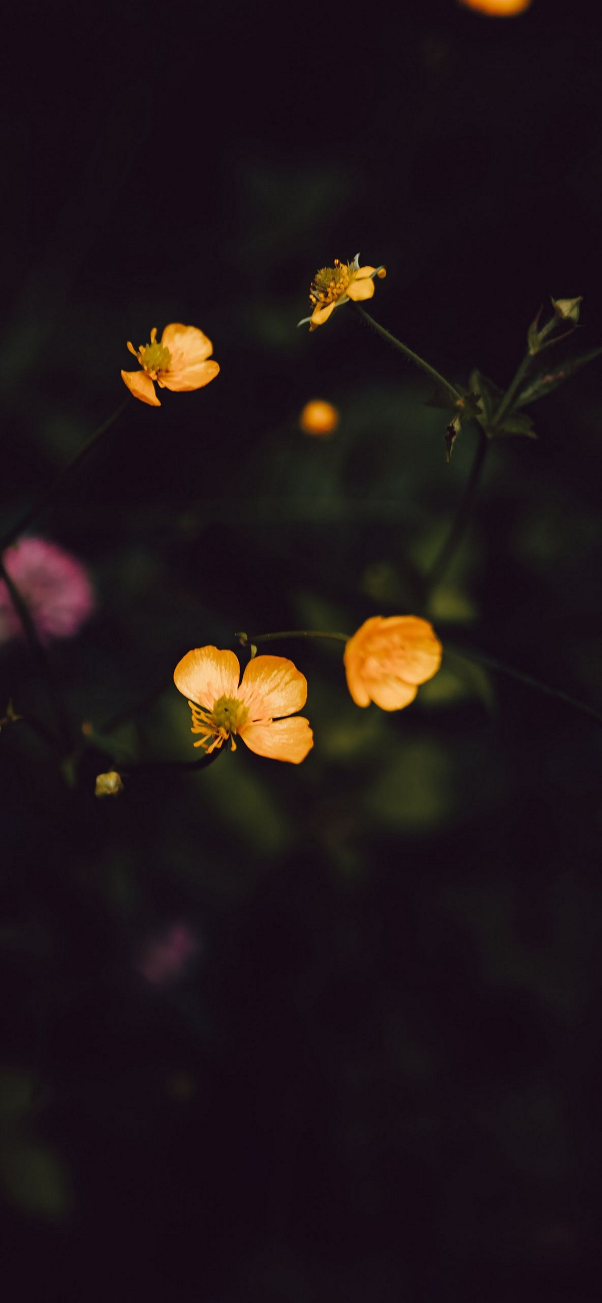 iPhone Flower Wallpaper