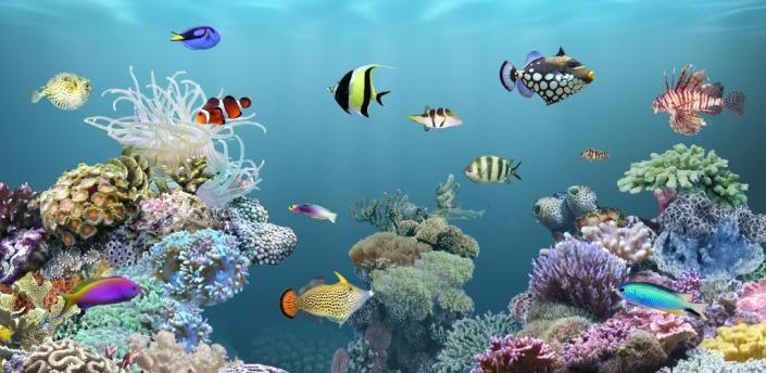 Android Live Wallpaper Free live fish wallpaper