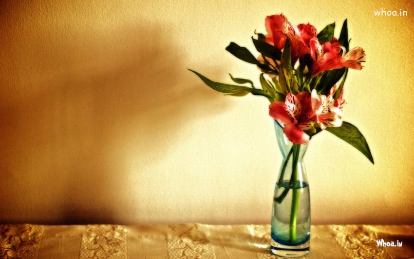 Red Flower Pot HD Wallpaper Wield Size