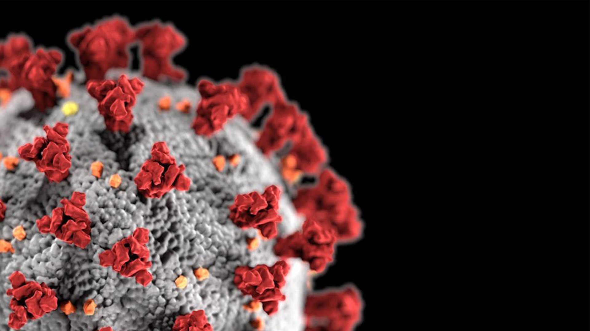 How Viruses Like The Novel Coronavirus Evolve Wallpaper