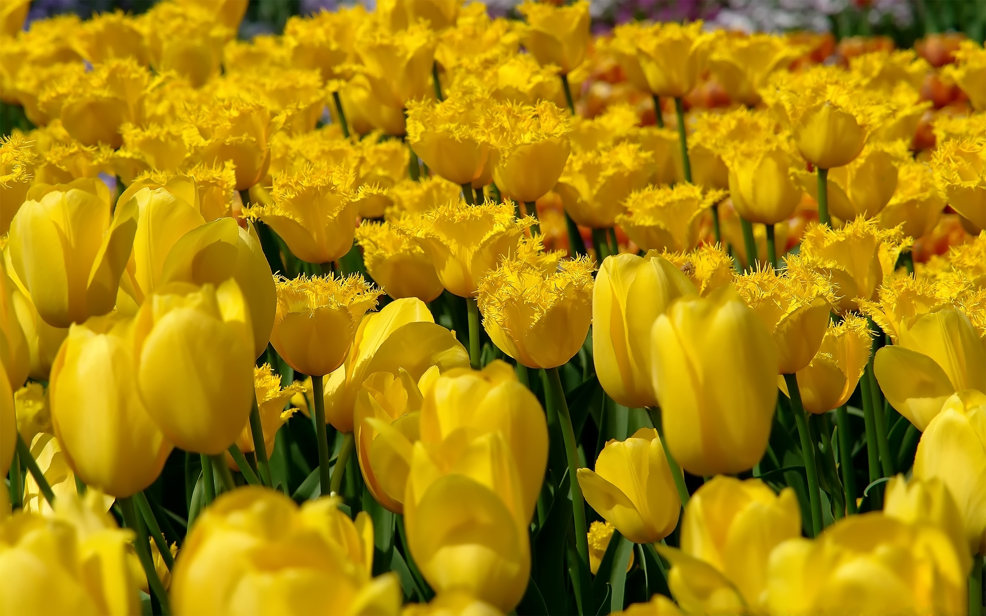 Wallpaper Tulips Yellow Desktop Flowers