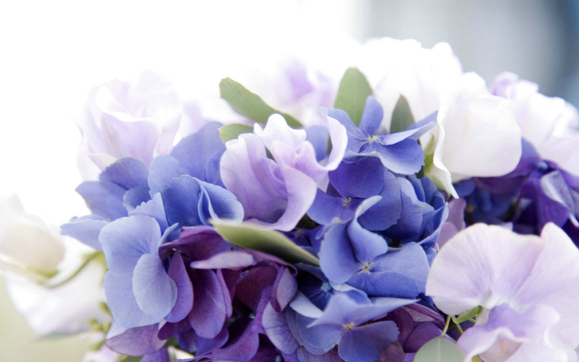 Full Size Hydrangea Wallpaper For Windows