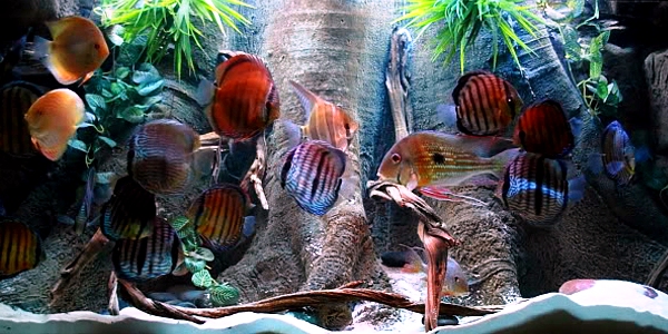 3d Aquarium Background By Best HD Wallpaper And