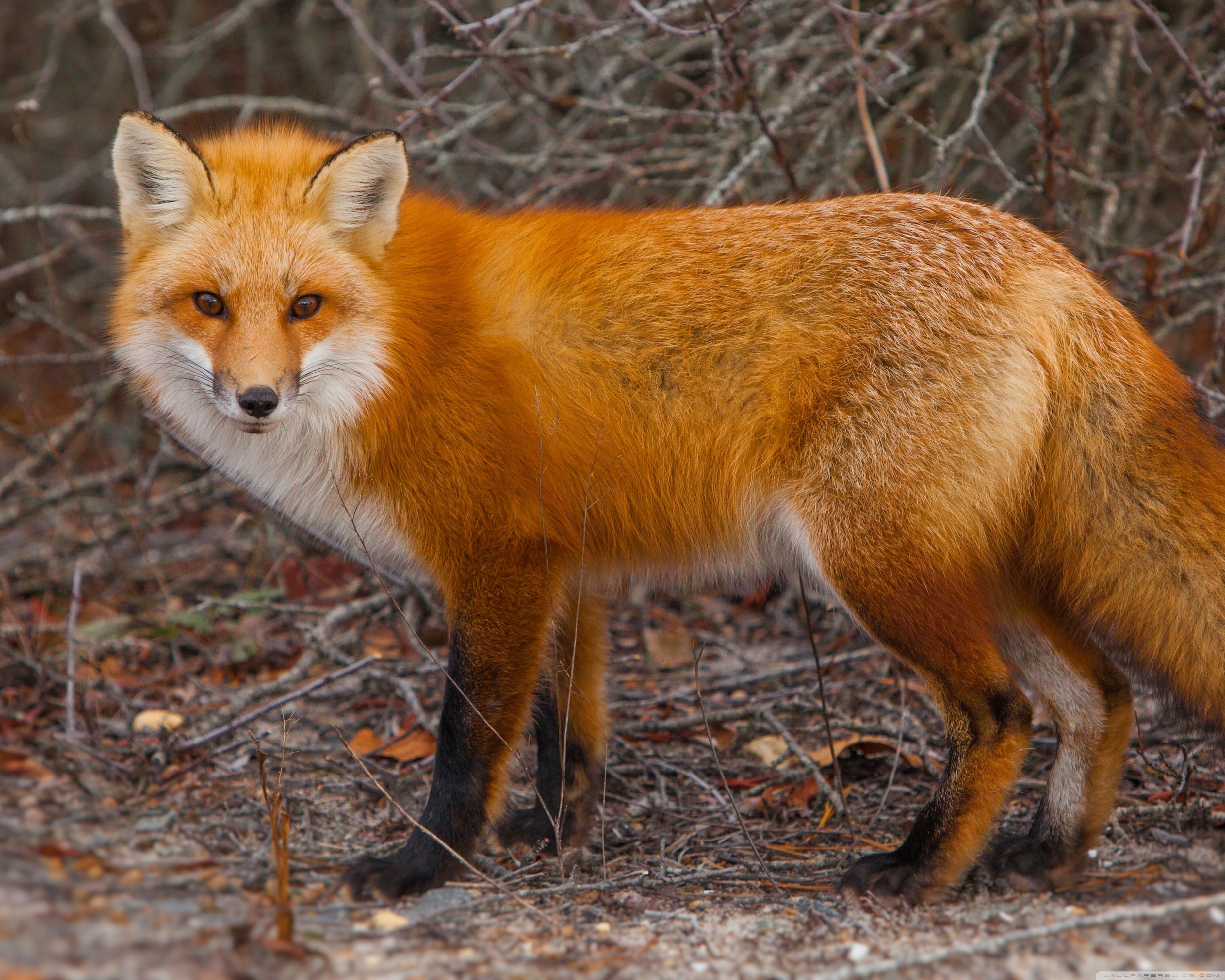 Red Fox Of Island Beach State Park New Jersey 4k HD Desktop