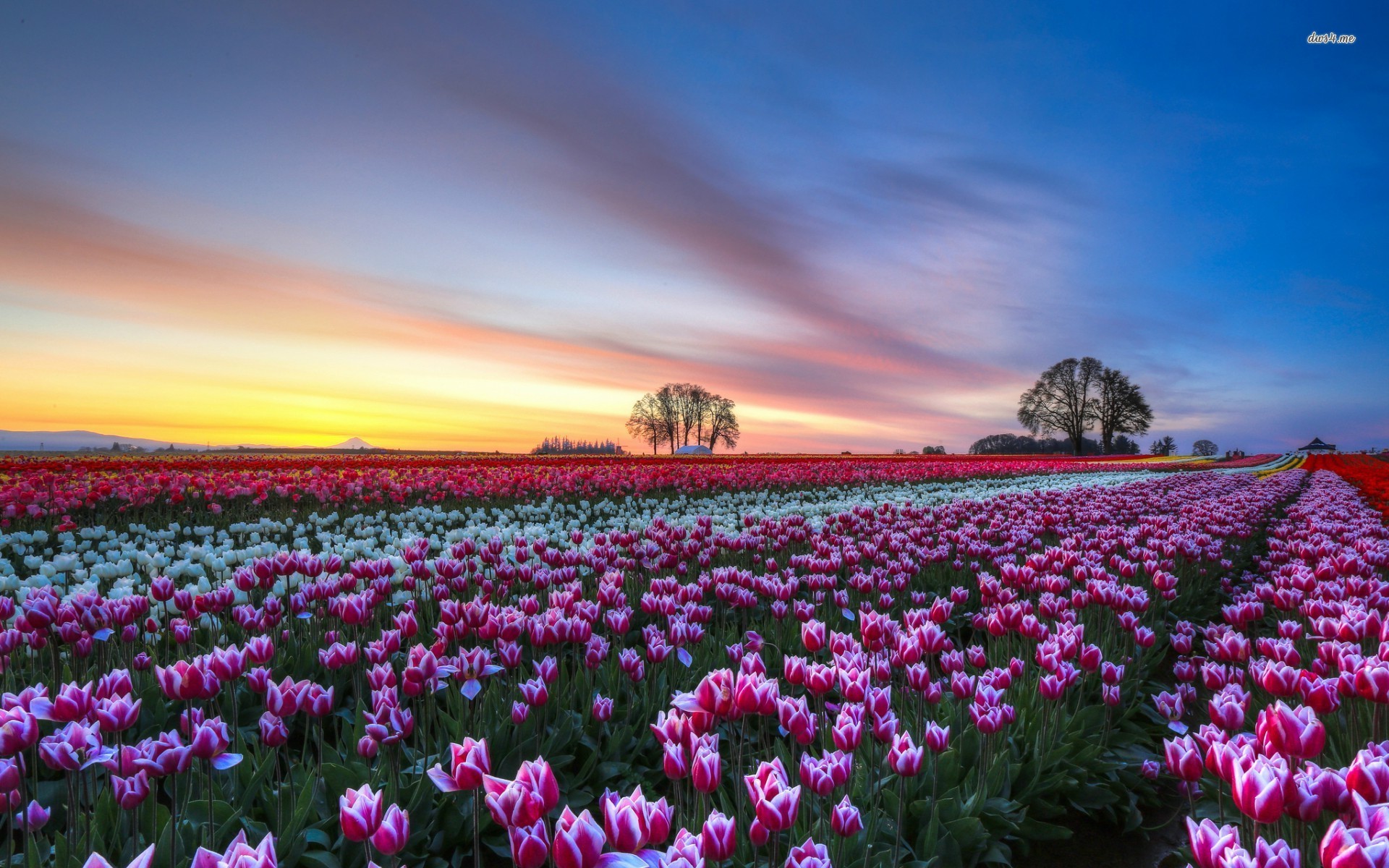 Tulip Fields Wallpaper