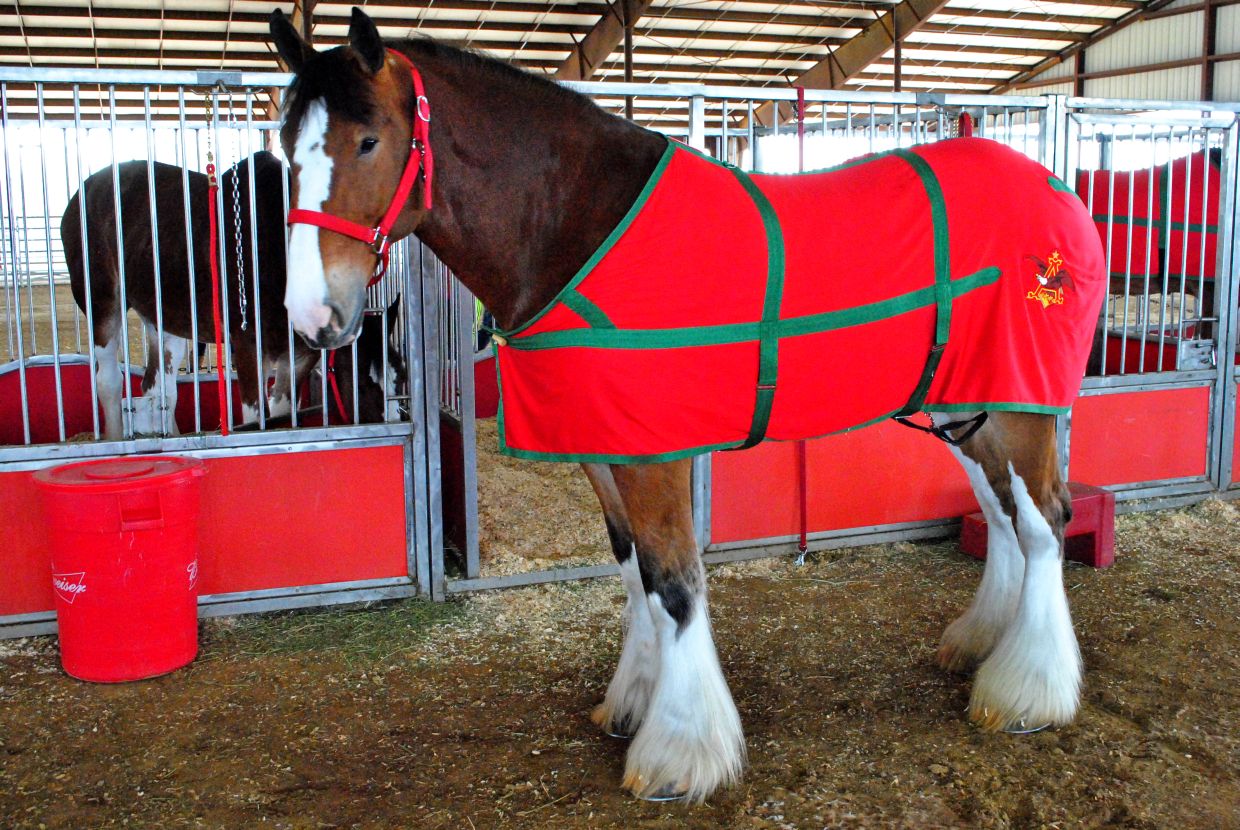 Budweiser Clydesdales Christmas Wallpaper Budweiser clydesdales