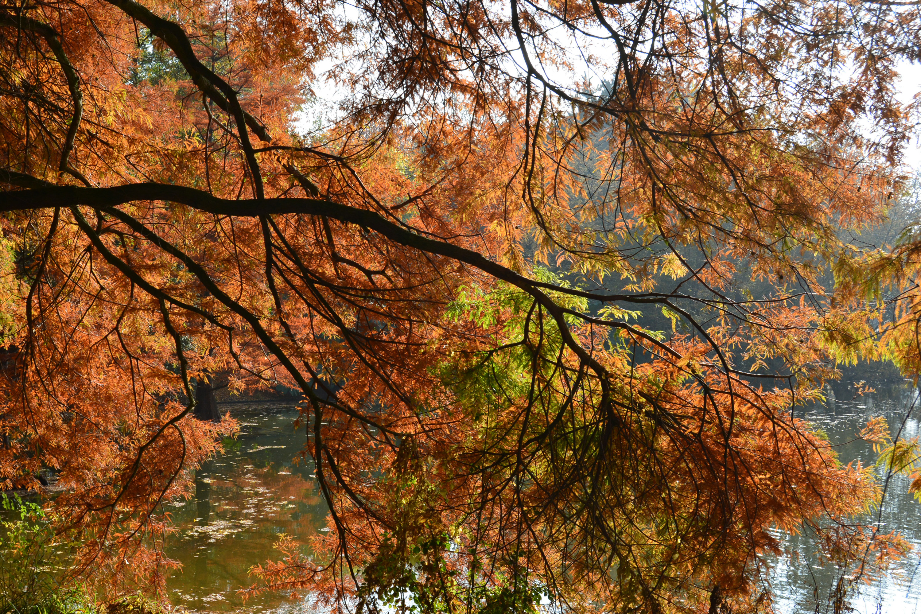 Autumn Again By Ramad Caedes Desktop Wallpaper