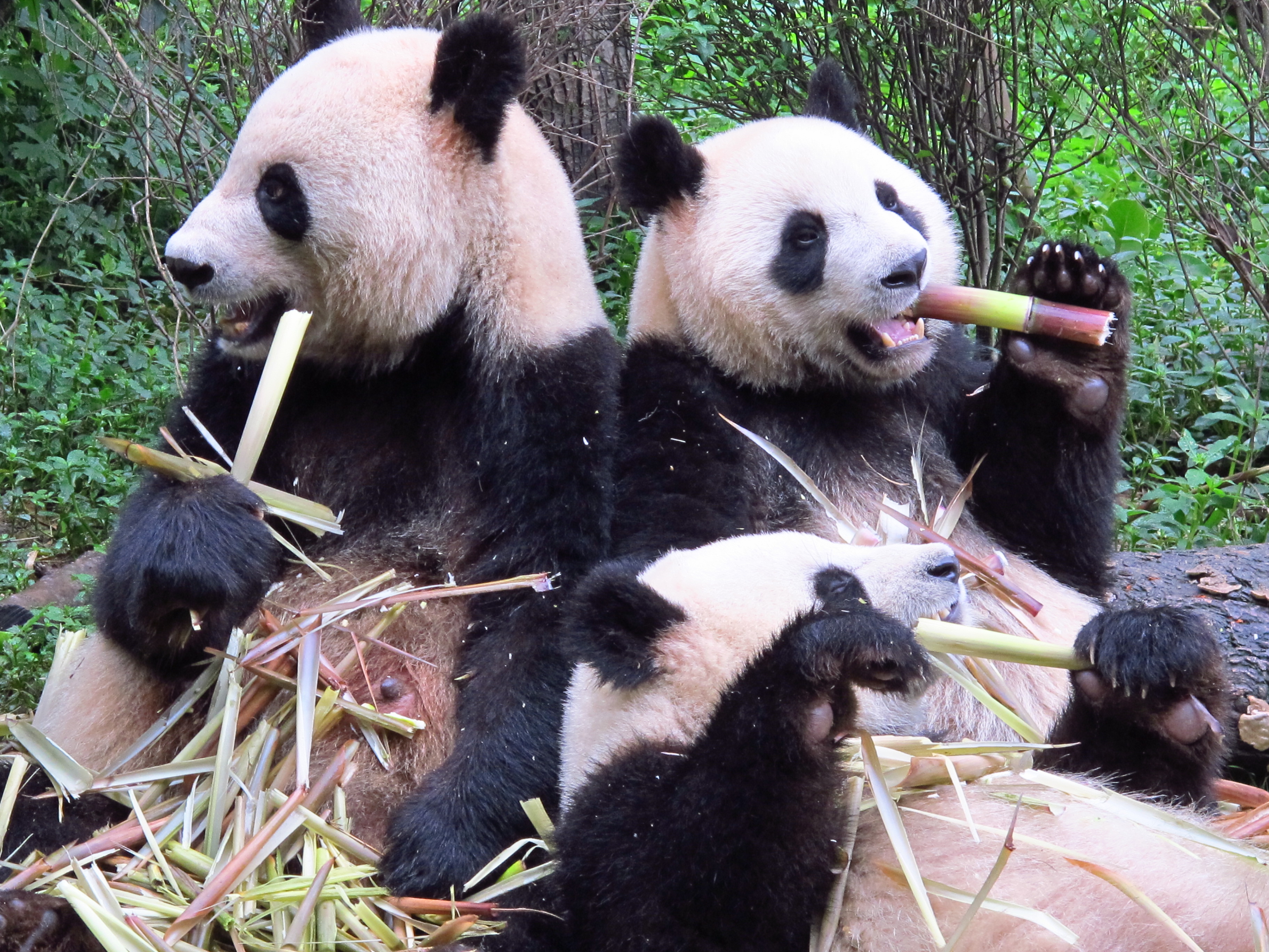 Panda Bears HD Wallpaper Animals