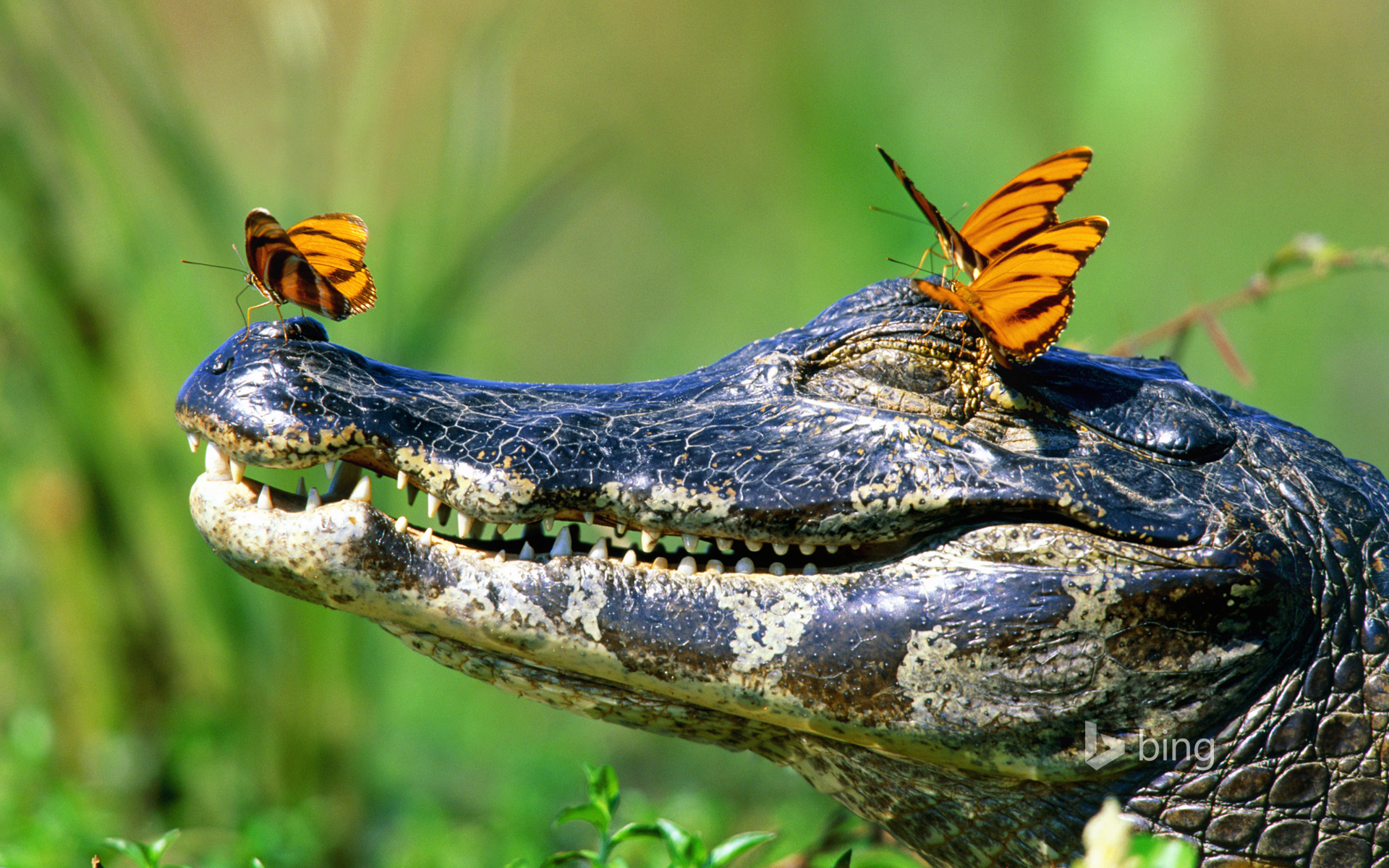 Butterflies Resting On A Caiman In The Pantanal Brazil