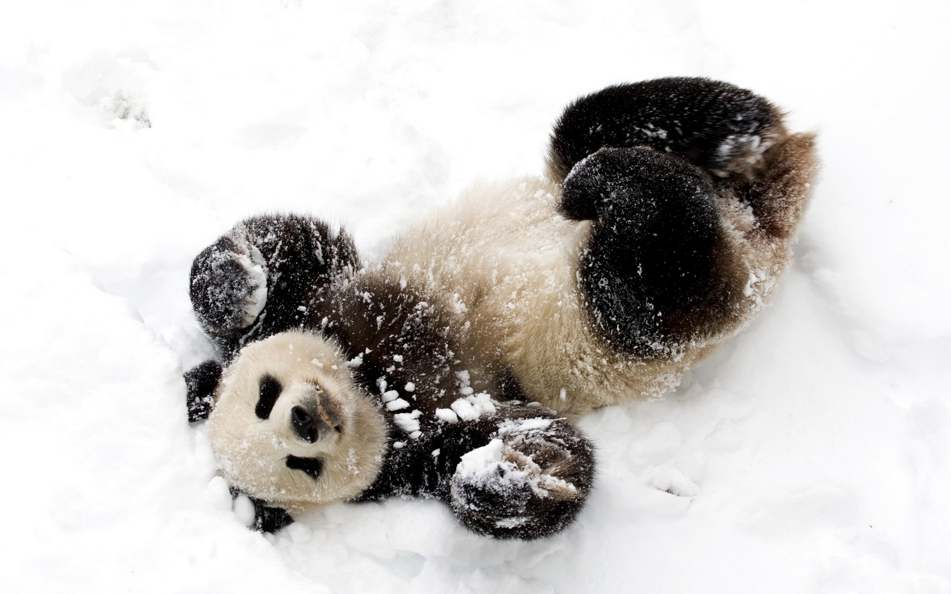 Panda In The Snow Wallpaper And Image Pictures Photos
