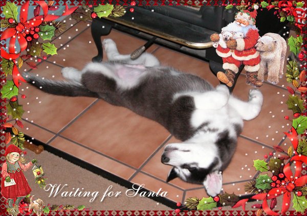 Christmas Siberian Huskies Pictures Of The Month Husky