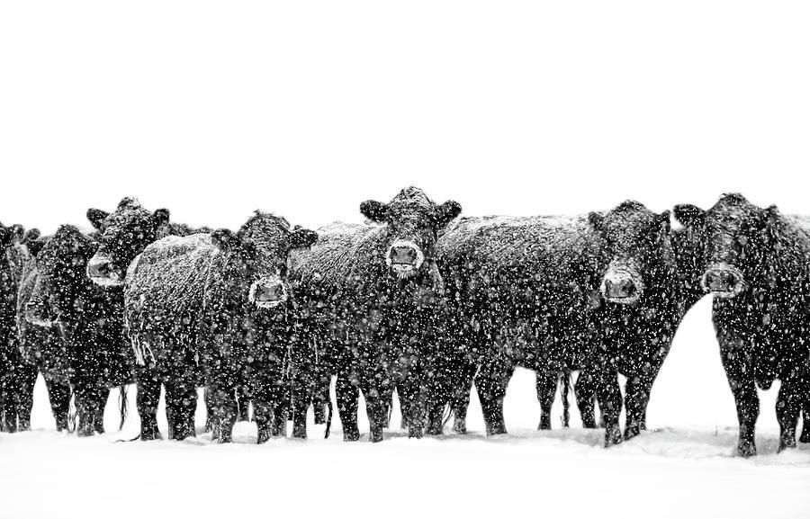Frosty Faces Black Angus Cows Montana Photograph By Jennie Marie