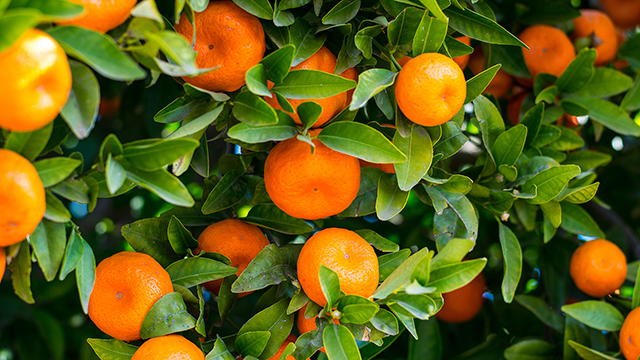 Citrus Fruit Chromebook Wallpaper
