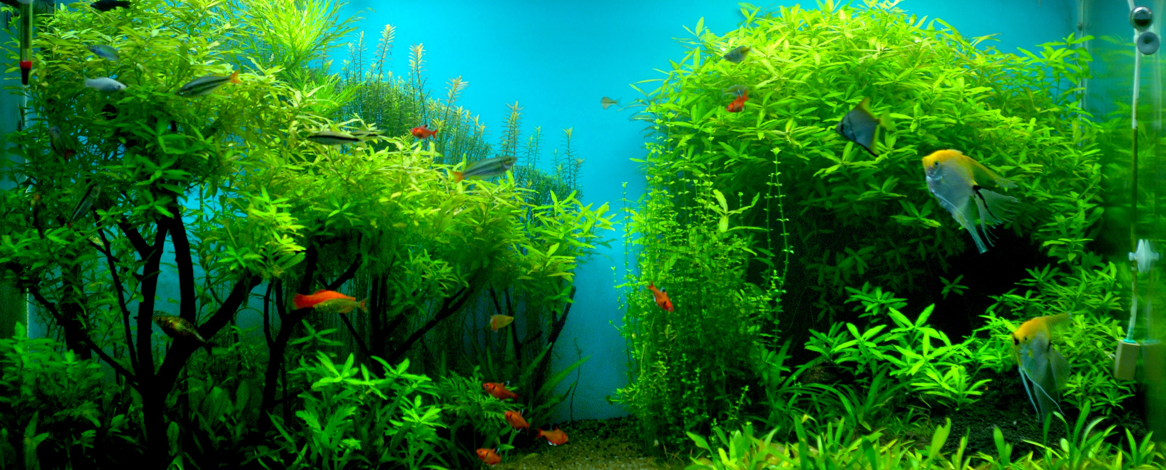 Very Beautiful Aquarium Fish Wallpaper Image Size