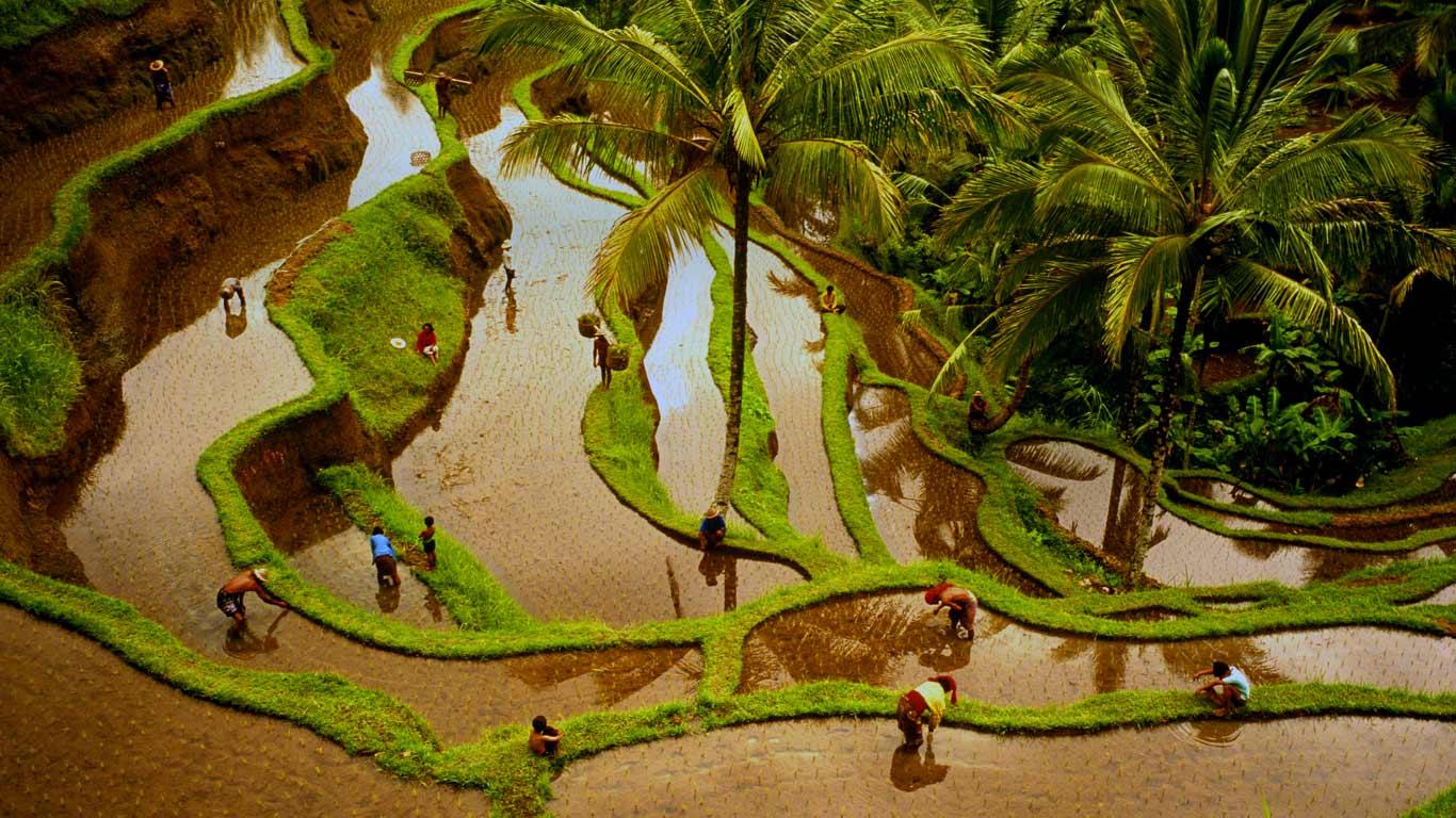 Rizi Res Bali Indon Sie Denis Waugh Getty Image