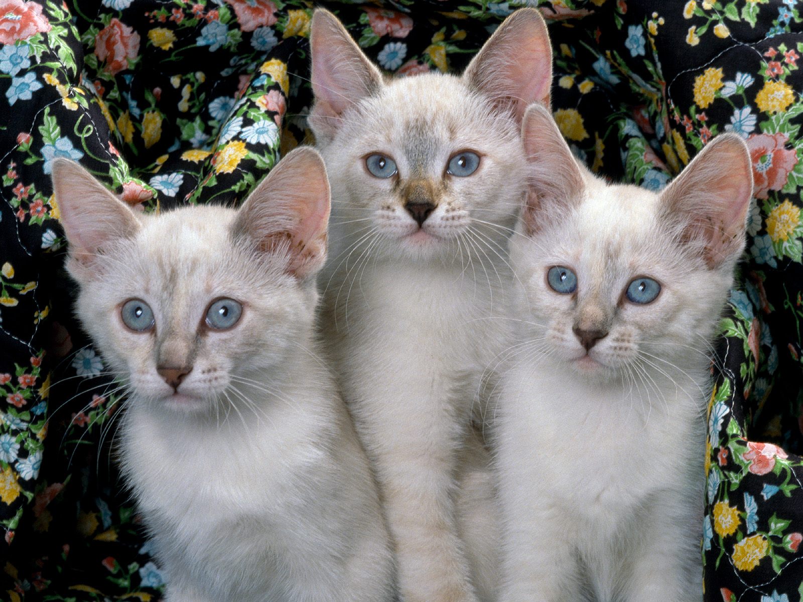 Siamese Cats Cute