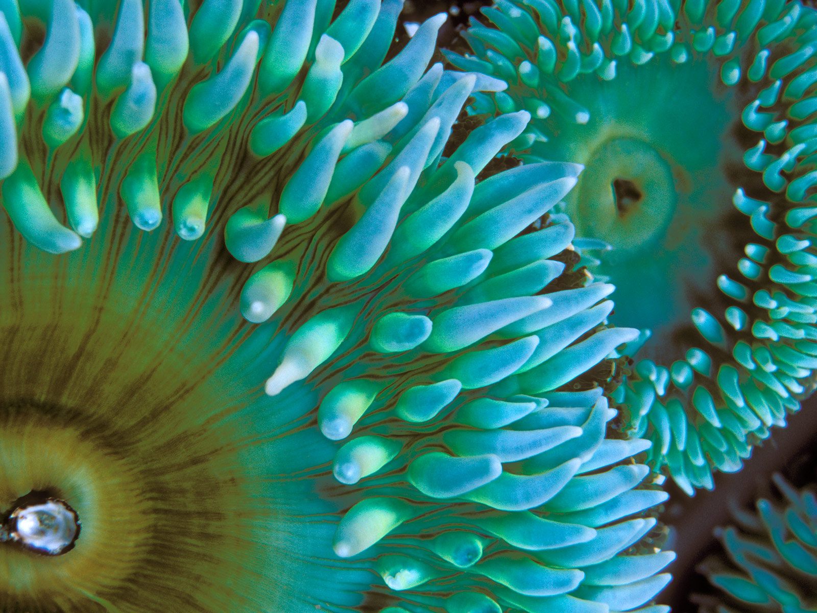 Green Sea Anemone