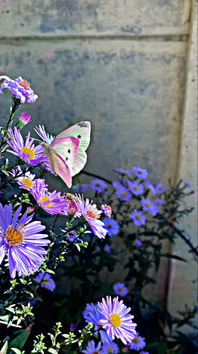 Butterfly Wallpaper For iPhone
