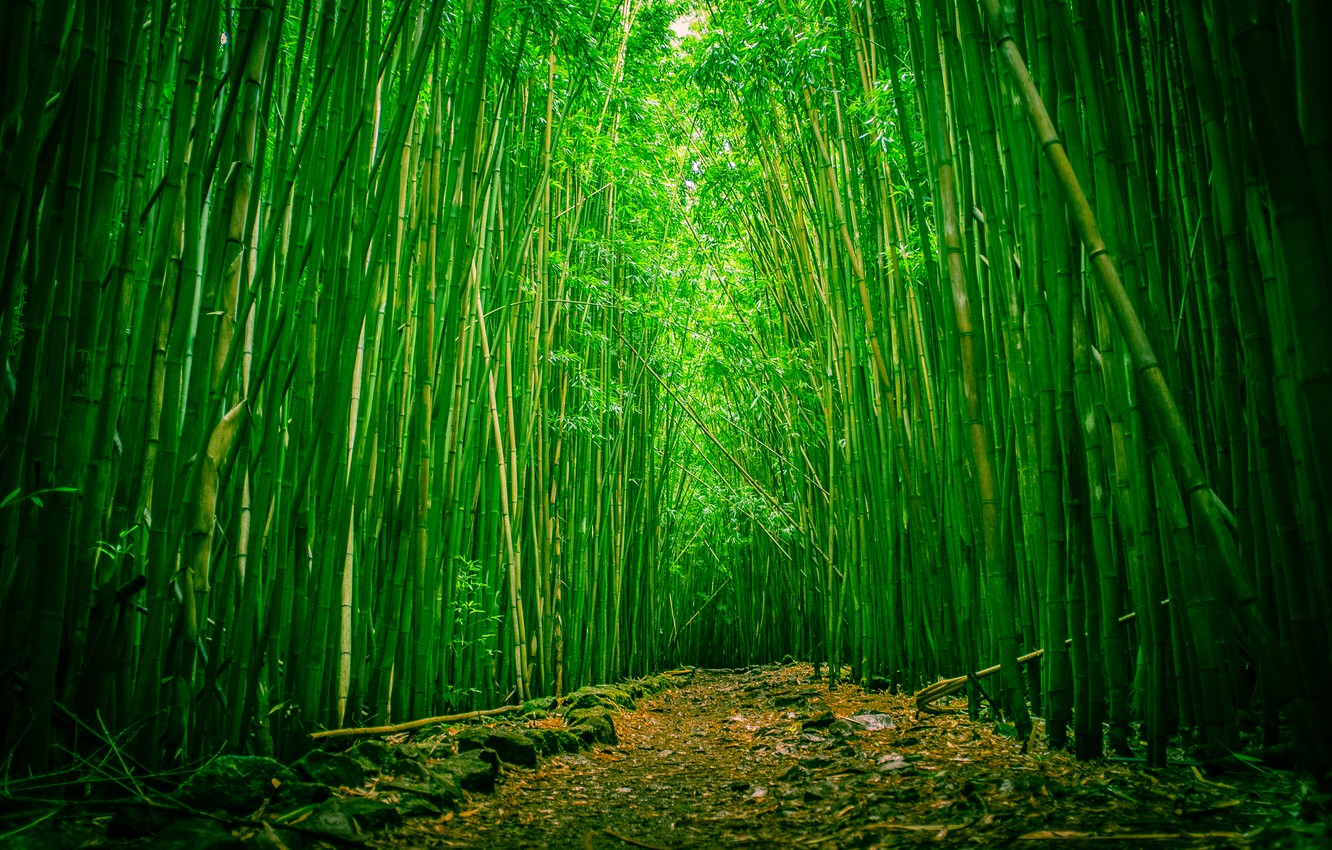 Wallpaper Forest Hawaii Clearing Maui Bamboo Haleakala